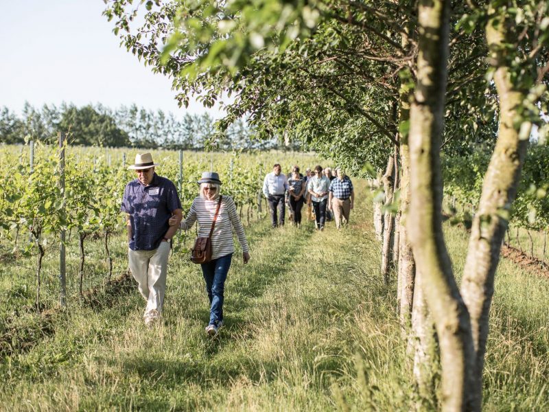 A safe return to our vineyard tours