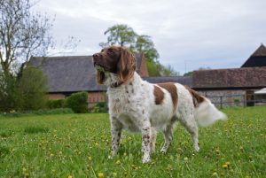 Gunner the dog - part of our family-run vineyard