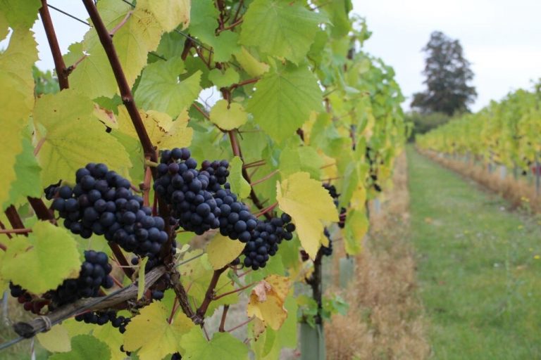 Introducing our Sparkling Pinot Noir Rosé Saffron Grange Vineyard