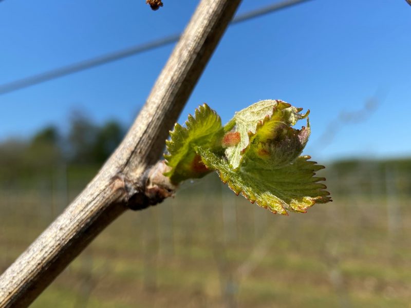 Spring Has Sprung at Saffron Grange