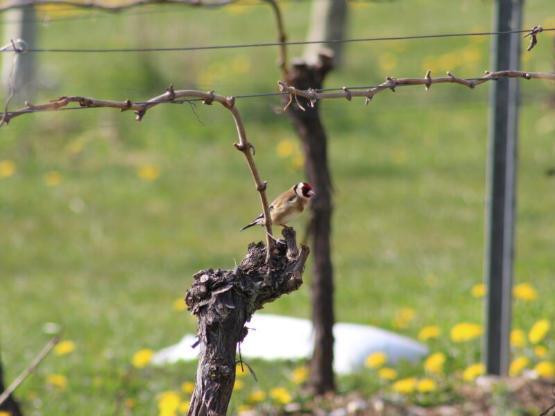 Birdlife & Biodiversity in Vineyards