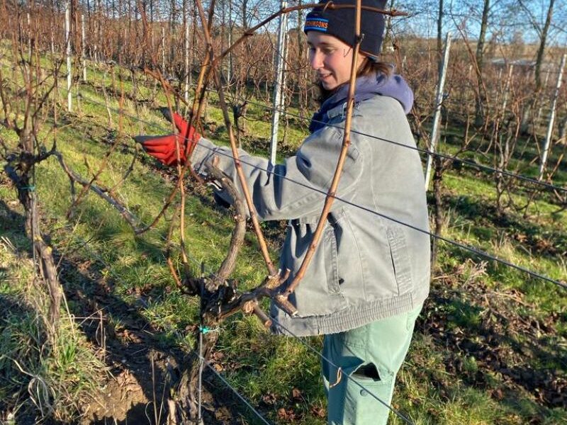 Winter Pruning – a Mammoth Task