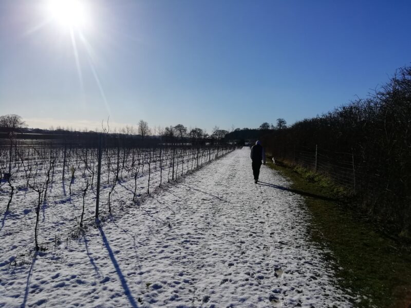 Winter at Saffron Grange